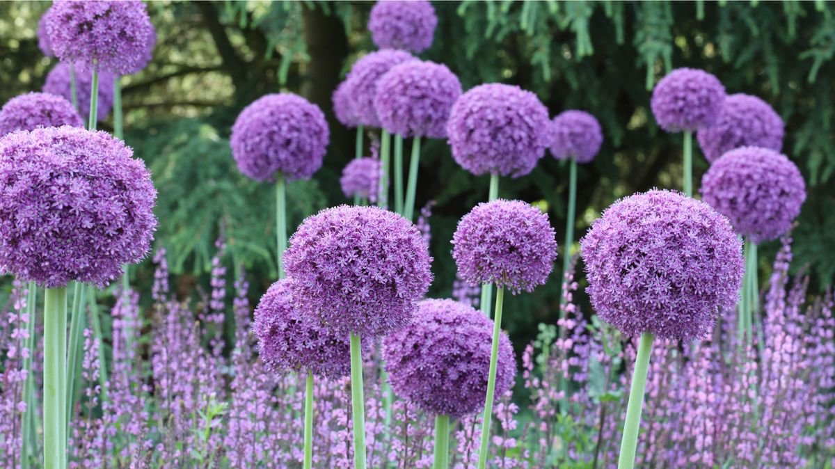 How to plant allium bulbs: expert tips for successful blooms
