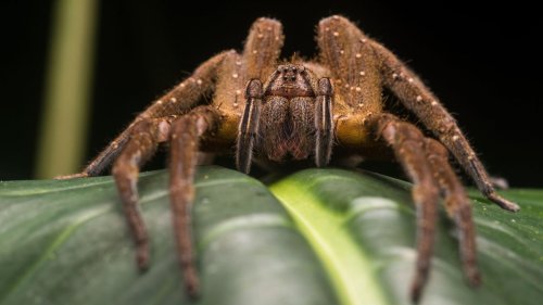 No, this spider's venom will not give you a permanent erection, but it might last a few hours