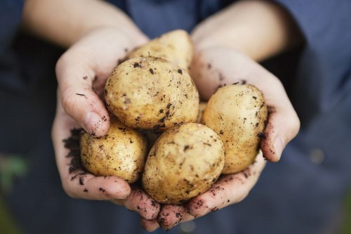How to store potatoes – 5 ways to keep them in good condition