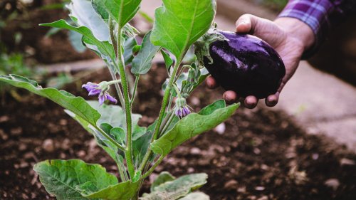 How to choose eggplant companion plants for abundant and healthy harvests – we reveal 7 of the best to pick, plus the ones to avoid