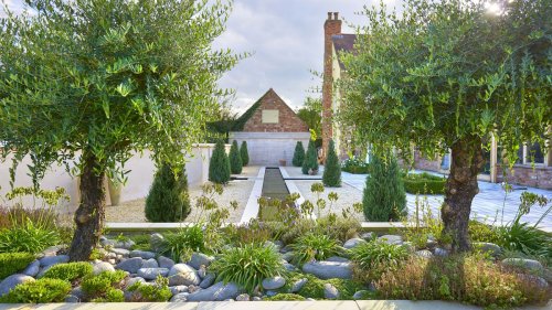 Landscaping with olive trees: 10 expert ideas that will add a designer touch
