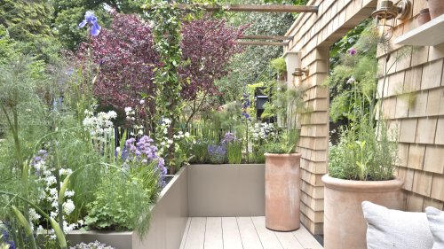 As a professional gardener, these are the 5 flowers I'm planting in pots this May for bold, exuberant and non-stop summer color