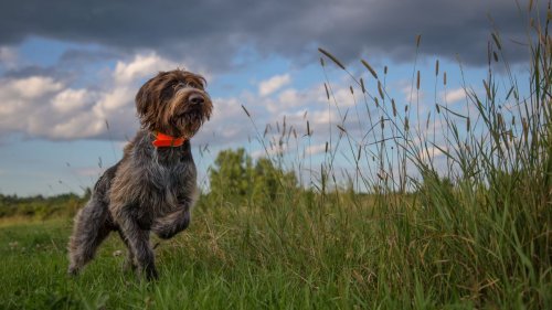 Dogs may sense Earth's magnetic field and use it like a compass
