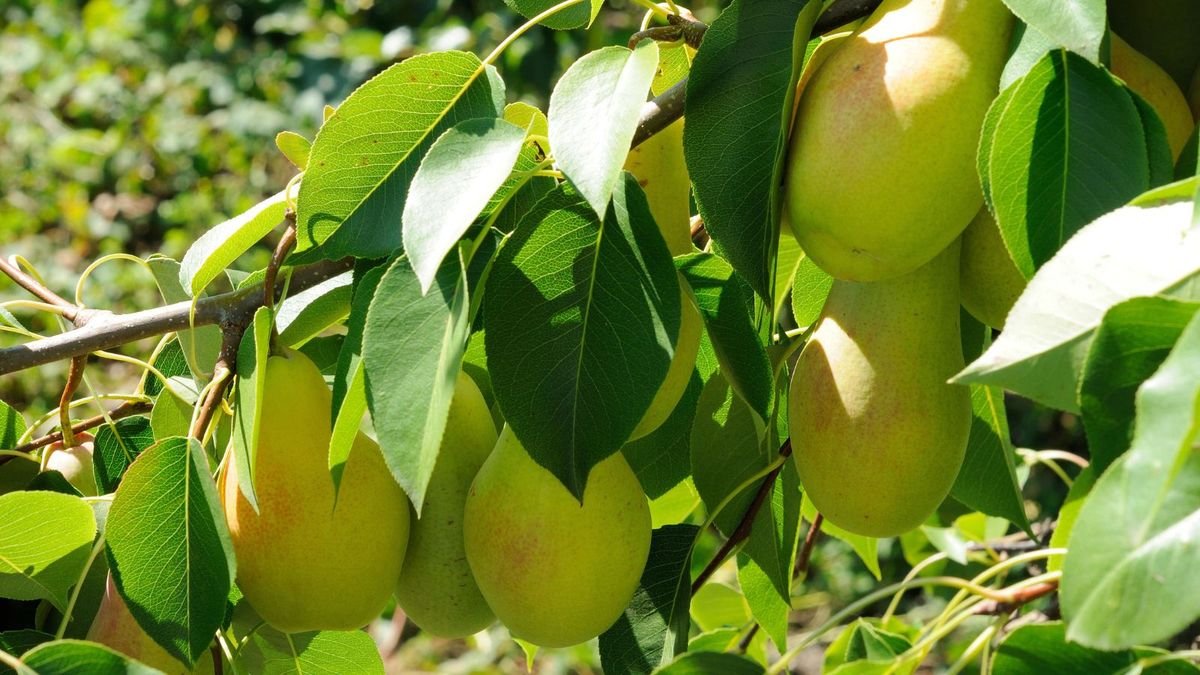 When to plant fruit trees