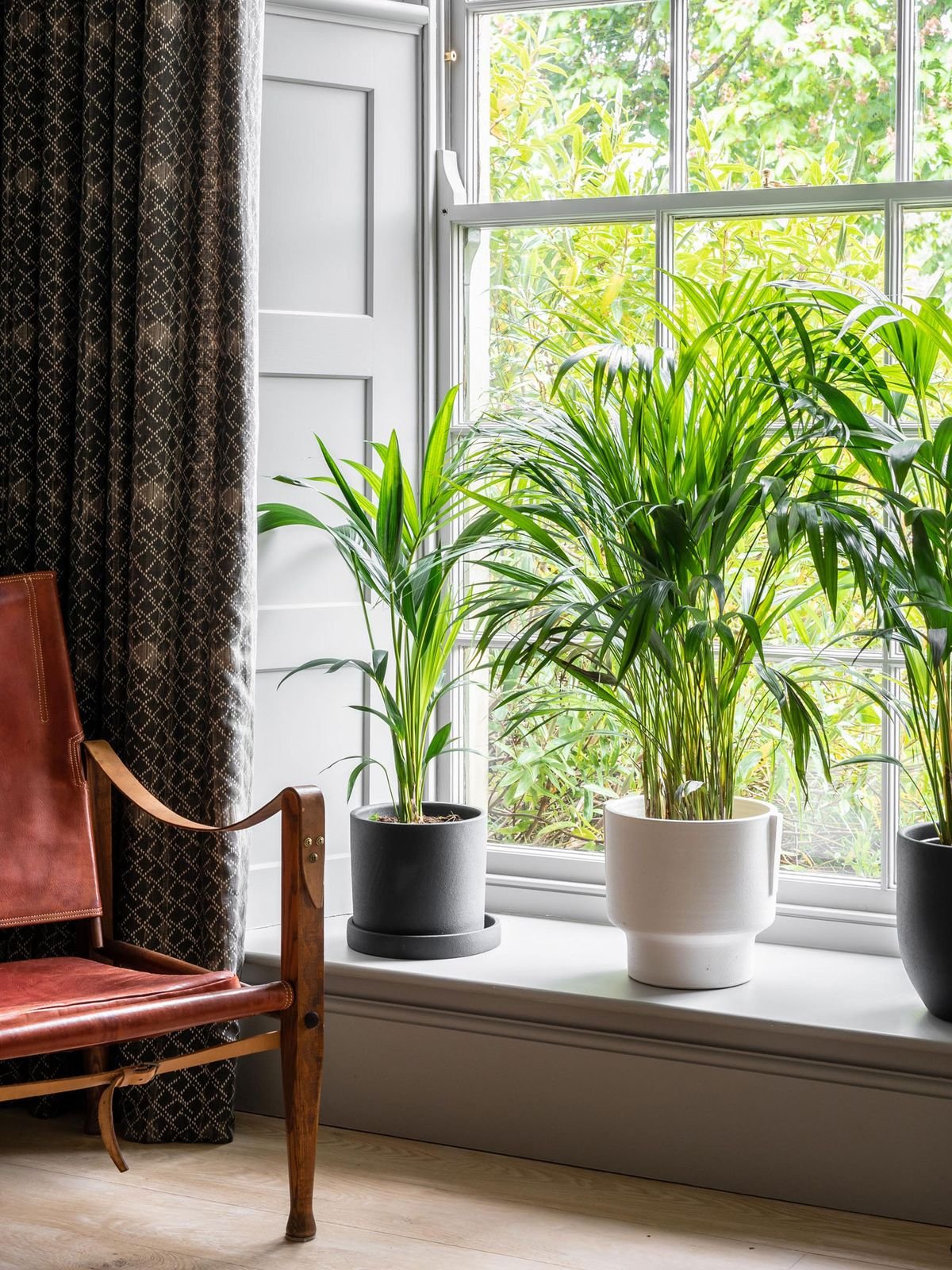 Best indoor trees – to enhance your sense of wellbeing