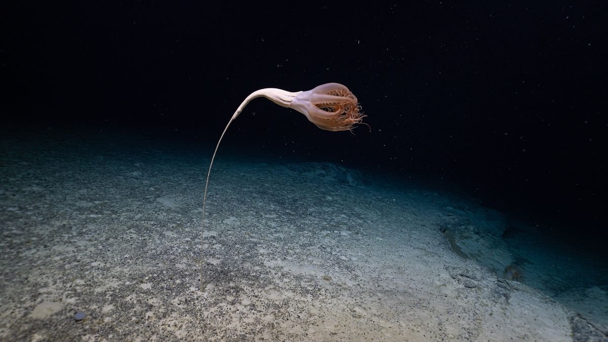 Rare and bizarre tentacle-trailing sea creature caught on video, expedition scientist’s 'mind is blown'