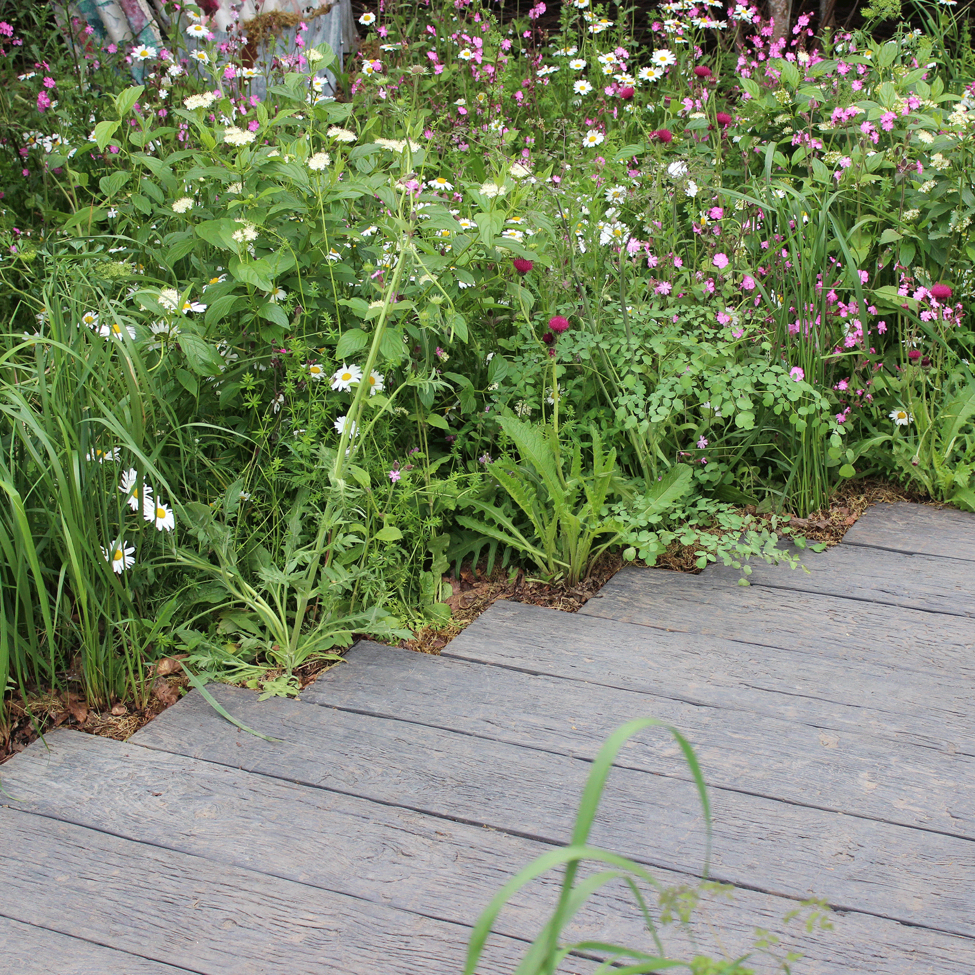 What is chaos gardening? Everything you need to know about the Chelsea-approved trend