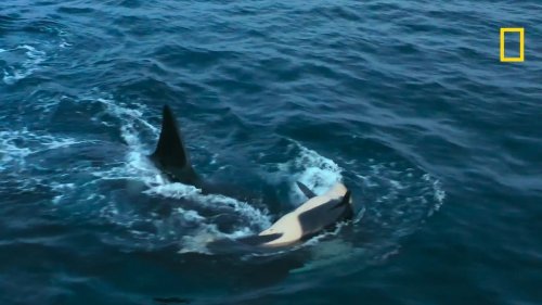 Latest Wild Orca Footage Leaves Animal Behavior Experts Stunned