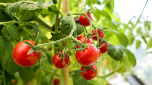 Don’t grow these vegetables with tomatoes – it is a mistake that stunts growth and attracts pests