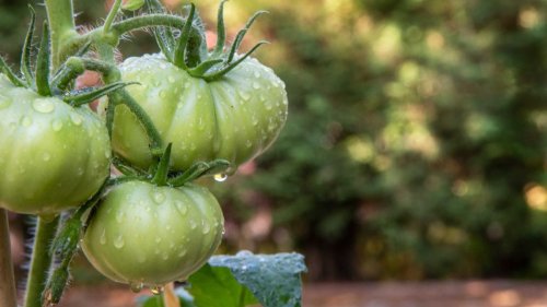 How to ripen green tomatoes: 4 easy steps to make the most of your harvest