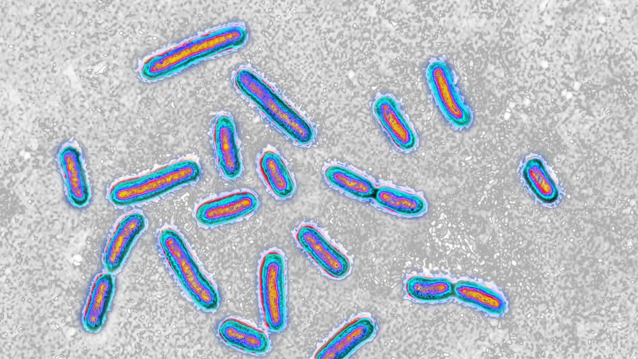 Shocking Discovery: Deadly Hospital Superbug Devours Medical Plastics, Fueling Its Threat