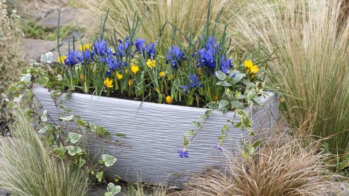 How to plant a bulb lasagne: 5 simple steps for layers of spring color