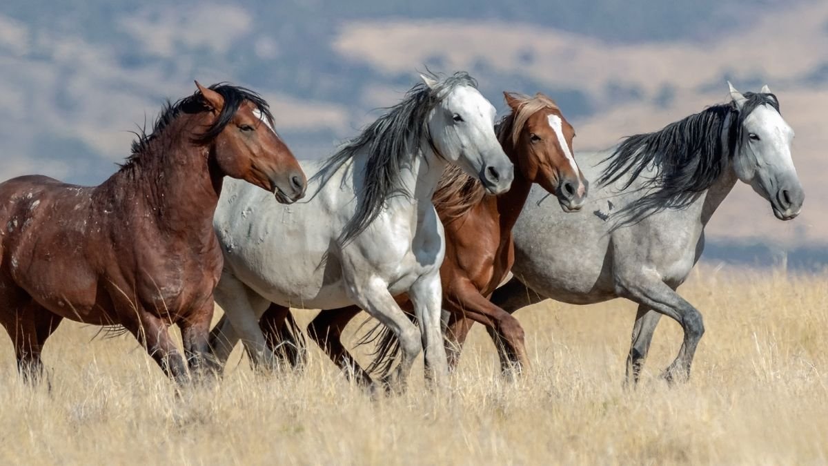 Mustangs: Facts About America's Wild Horses