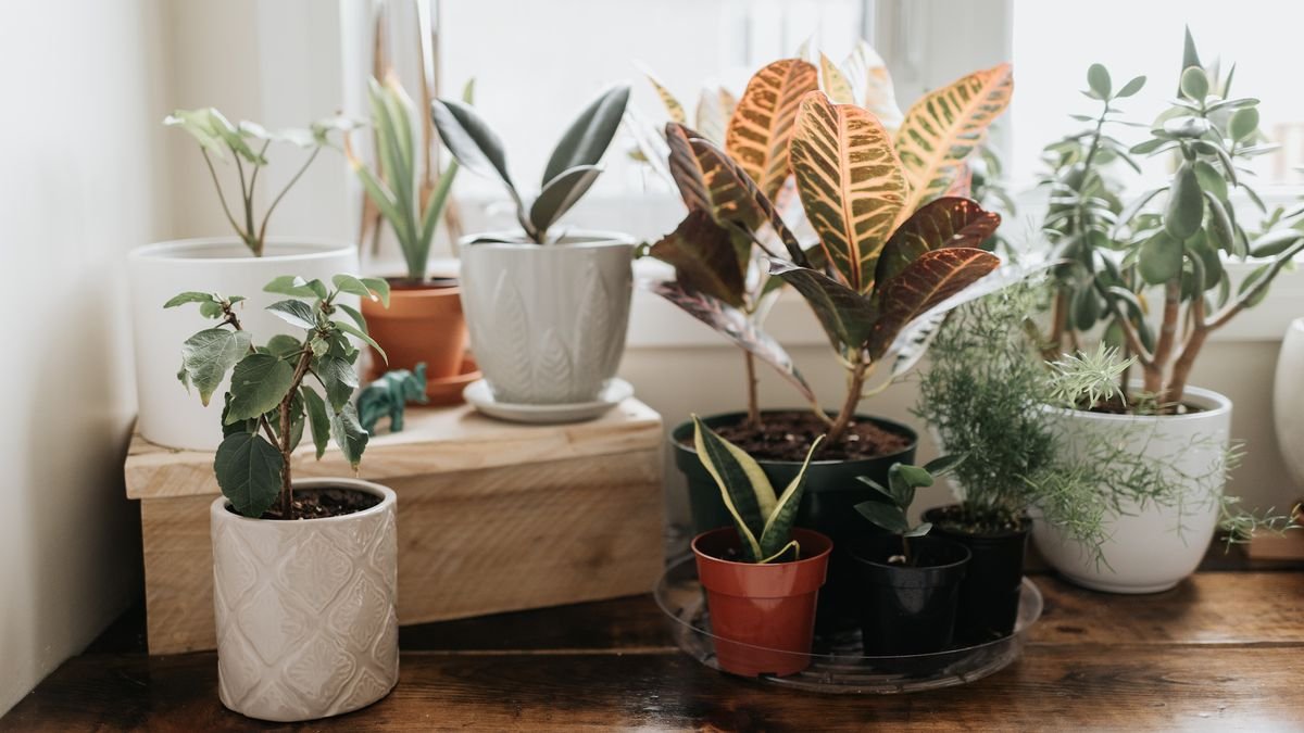 Clever — and cute! — plant accessories you never knew you needed to keep your greenery healthy