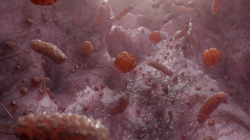 'Truly miraculous': Common gut microbe shows promise as fatty liver disease treatment