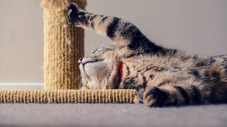 10 DIY cat scratching post ideas that are simply stylish