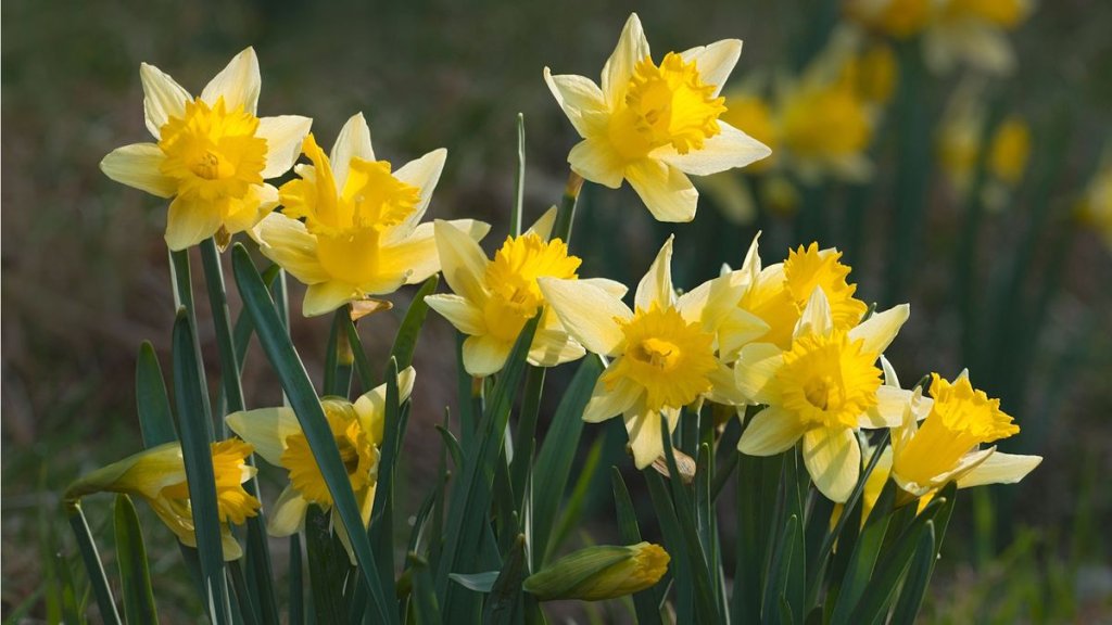 Seasonal Gardening