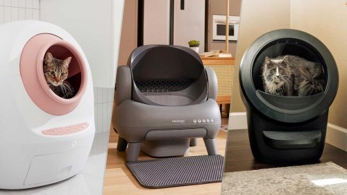 My cats have tested these robotic litter boxes for months — here’s the one they use the most