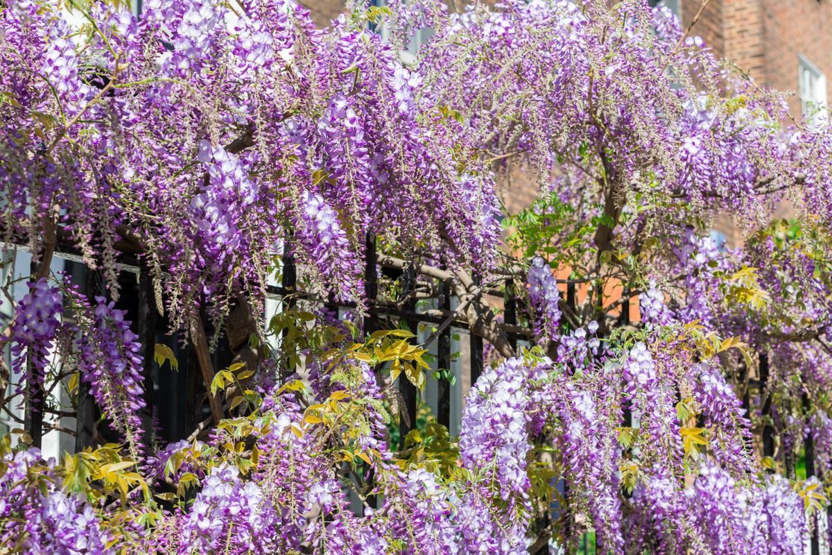The 10 best plants to cover a fence - flowers and foliage that add privacy and charm to your backyard