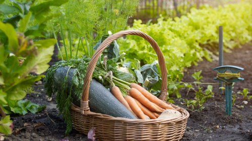 Vegetable gardening for beginners: 7 tips to start growing your own crops