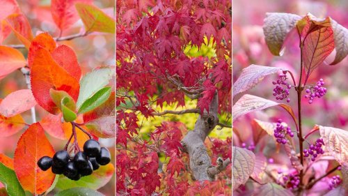 Best fall plants for privacy – 10 pretty picks for screening your outdoor space