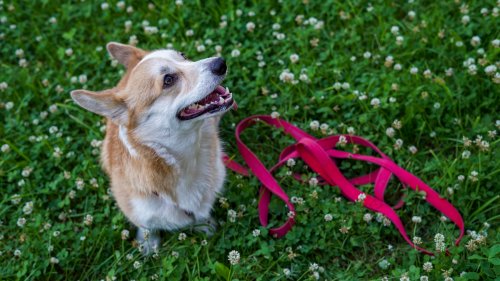 Dog trainer shows how you can train loose leash walking in just 15 minutes