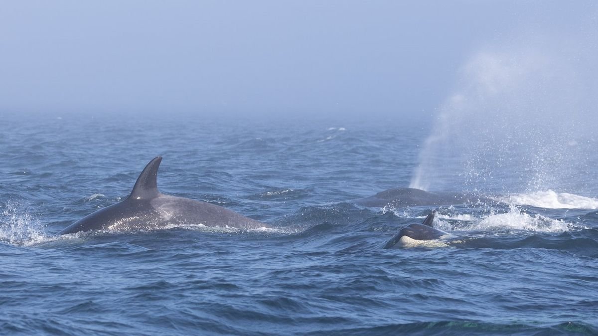 Orcas and humpbacks clash in a violent melee of breaching and biting