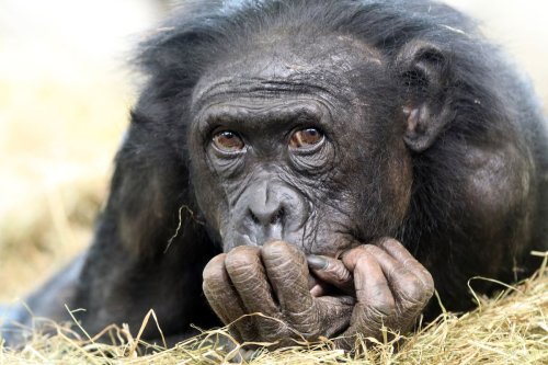 Why haven't all primates evolved into humans?