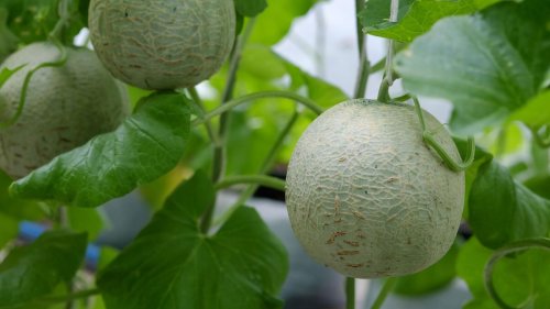 What to plant in a greenhouse: 10 top crops to grow