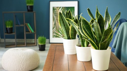 5 houseplants that will help prevent mold in your home