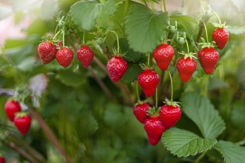 Garden expert names top strawberry varieties for hot climates