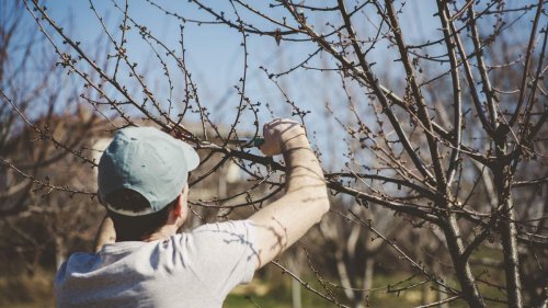 How to prune tree branches – 5 tips to trim safely and correctly