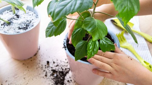 How to get rid of bugs from houseplant soil naturally – in easy 4 steps