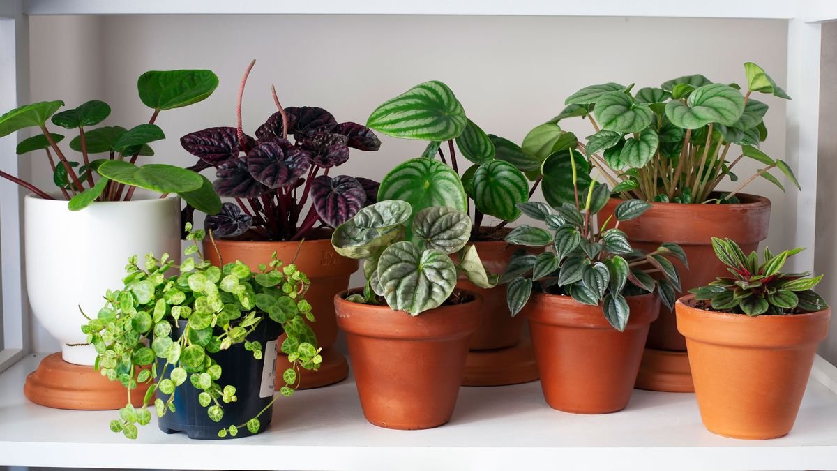 Feng shui consultant warns these two house plants are giving your space bad vibes