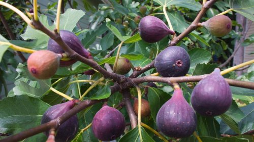 The best fig trees – to grow indoors and out