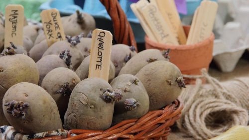 Chitting potatoes – how and why to complete this simple task