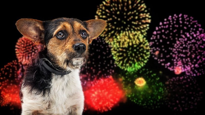 10 ways to calm your dog during fireworks