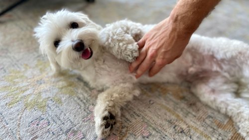 Why do dogs love belly rubs? We asked a behaviorist