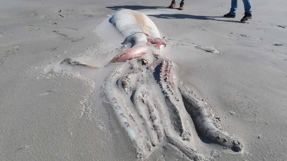 10 bizarre creatures that washed ashore in 2022