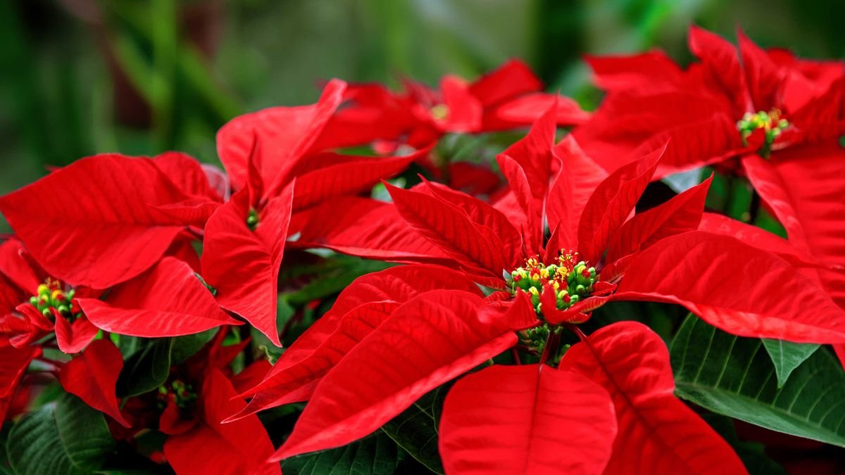 How to propagate poinsettias: quick tips for more festive plants