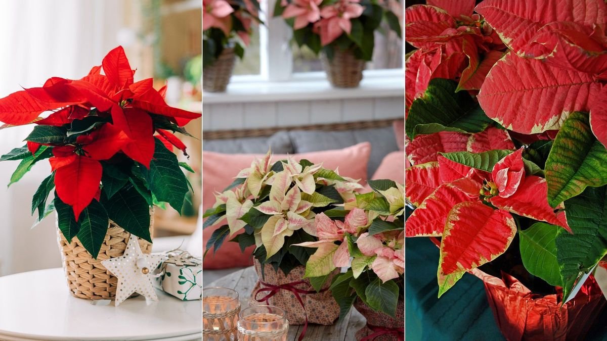 Everything you need to know about poinsettias plants