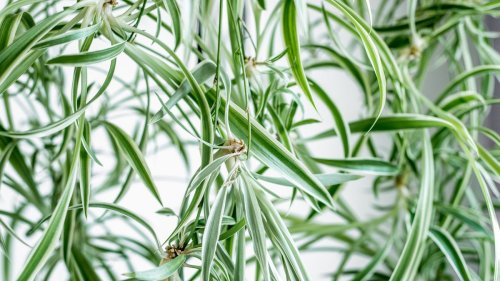 I grew my spider plant into a trailing, botanical feature in my home and I'm never styling it differently again – 3 expert tips for turning spiderettes into a green spectacle