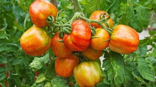 Why are my tomatoes splitting? How to stop this common problem
