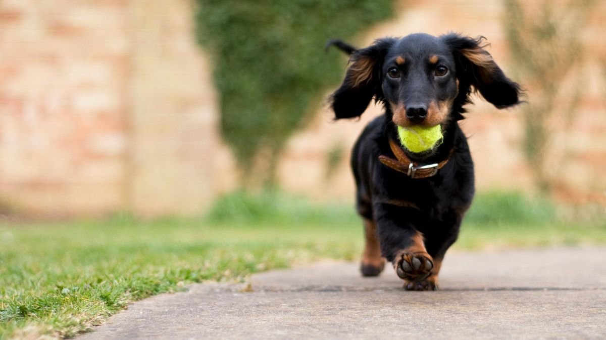 What is dog enrichment? 5 things every dog owner should know