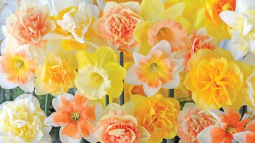 Why Monty Don advises waiting to plant daffodil bulbs in the ground