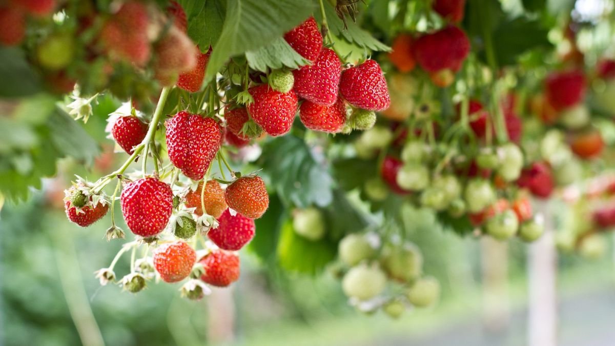 How to grow strawberries in pots and hanging baskets – expert tips for homegrown fruit