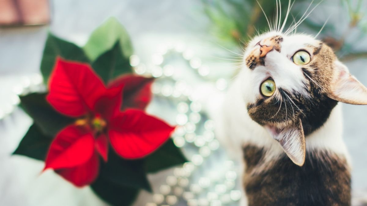 Are poinsettias poisonous to cats and dogs? Pet experts reveal what you need to know