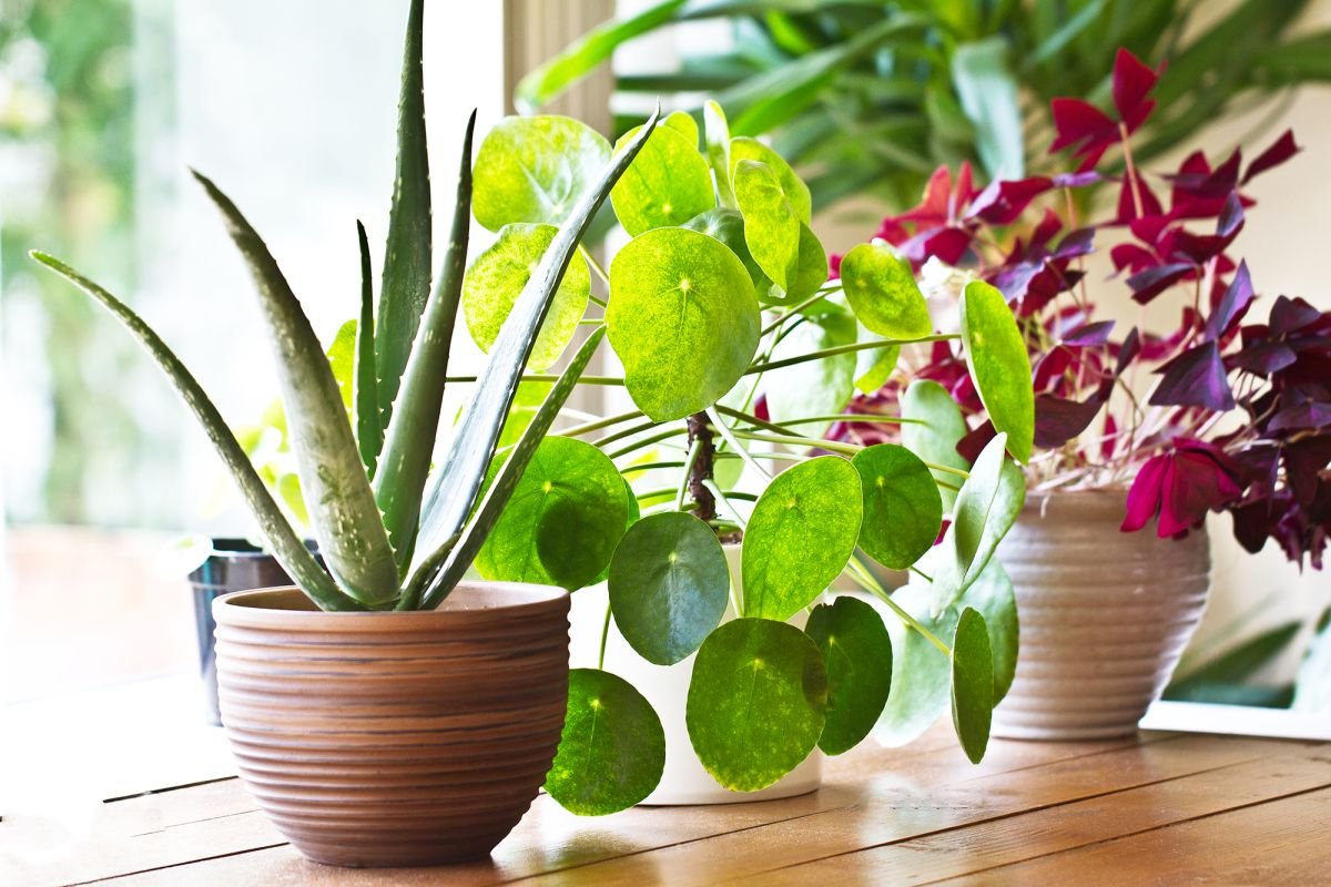 Best air cleaning indoor plants – 10 ways to keep your home fresh, naturally