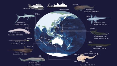 The Mariana Trench is home to some weird deep sea fish, and they all have the same, unique mutations