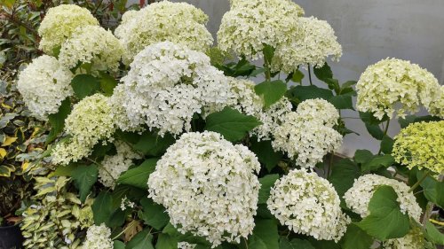 When and how to prune Annabelle hydrangeas – expert tips for a bumper display of beautiful blooms